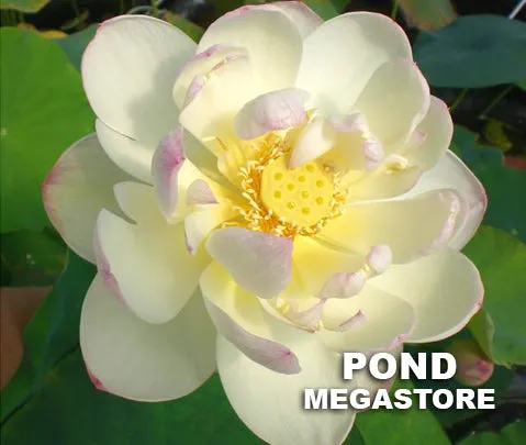 Dense Dew Lotus <br> Elegant, white flowers with pink petal tips!