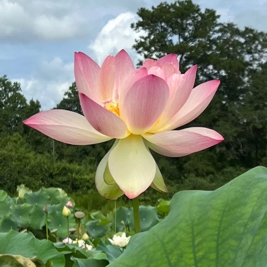 Friendship Of Supervisor and Student Lotus <br> Stunning, 💖 Top 25 Lotus! 💖