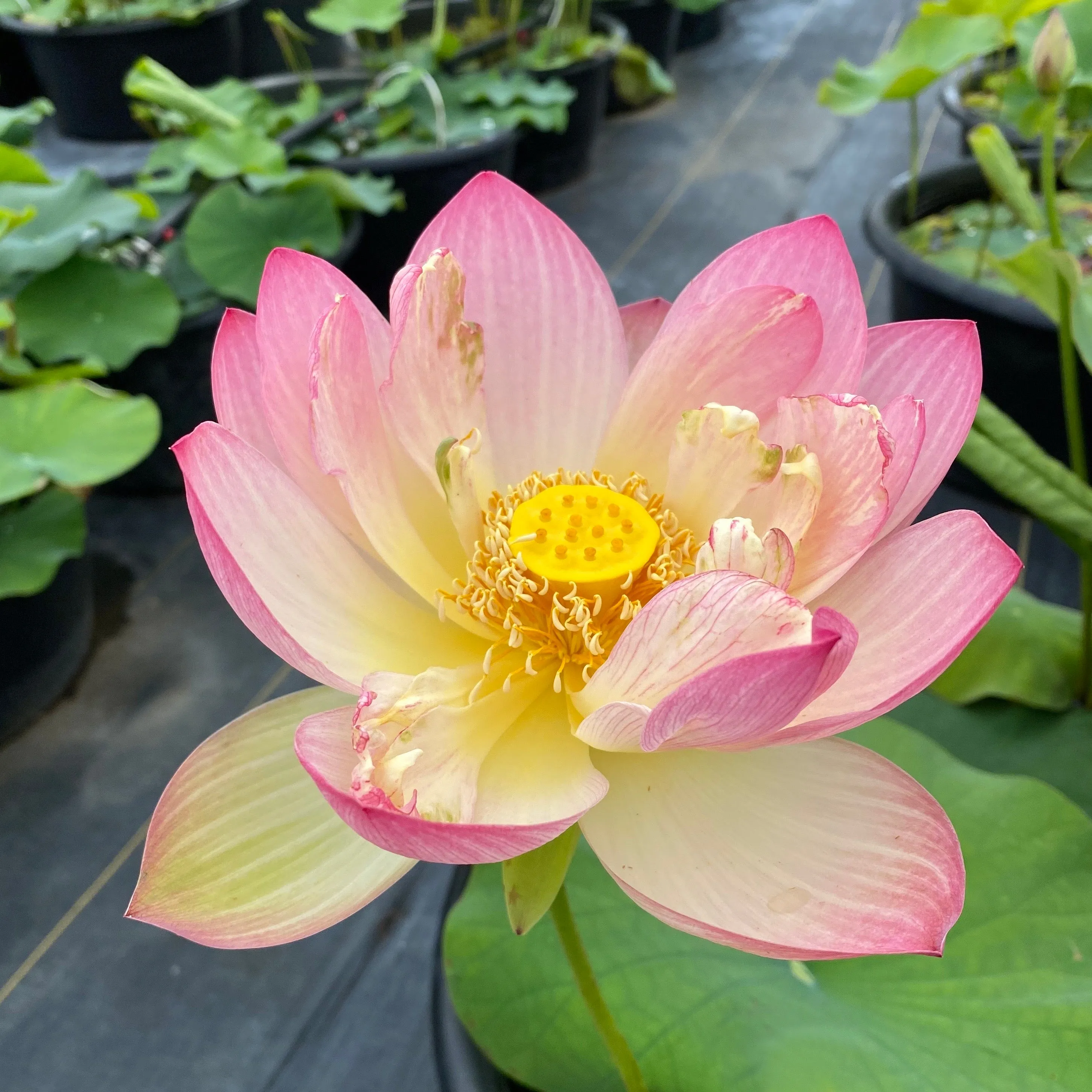 Friendship Of Supervisor and Student Lotus <br> Stunning, 💖 Top 25 Lotus! 💖