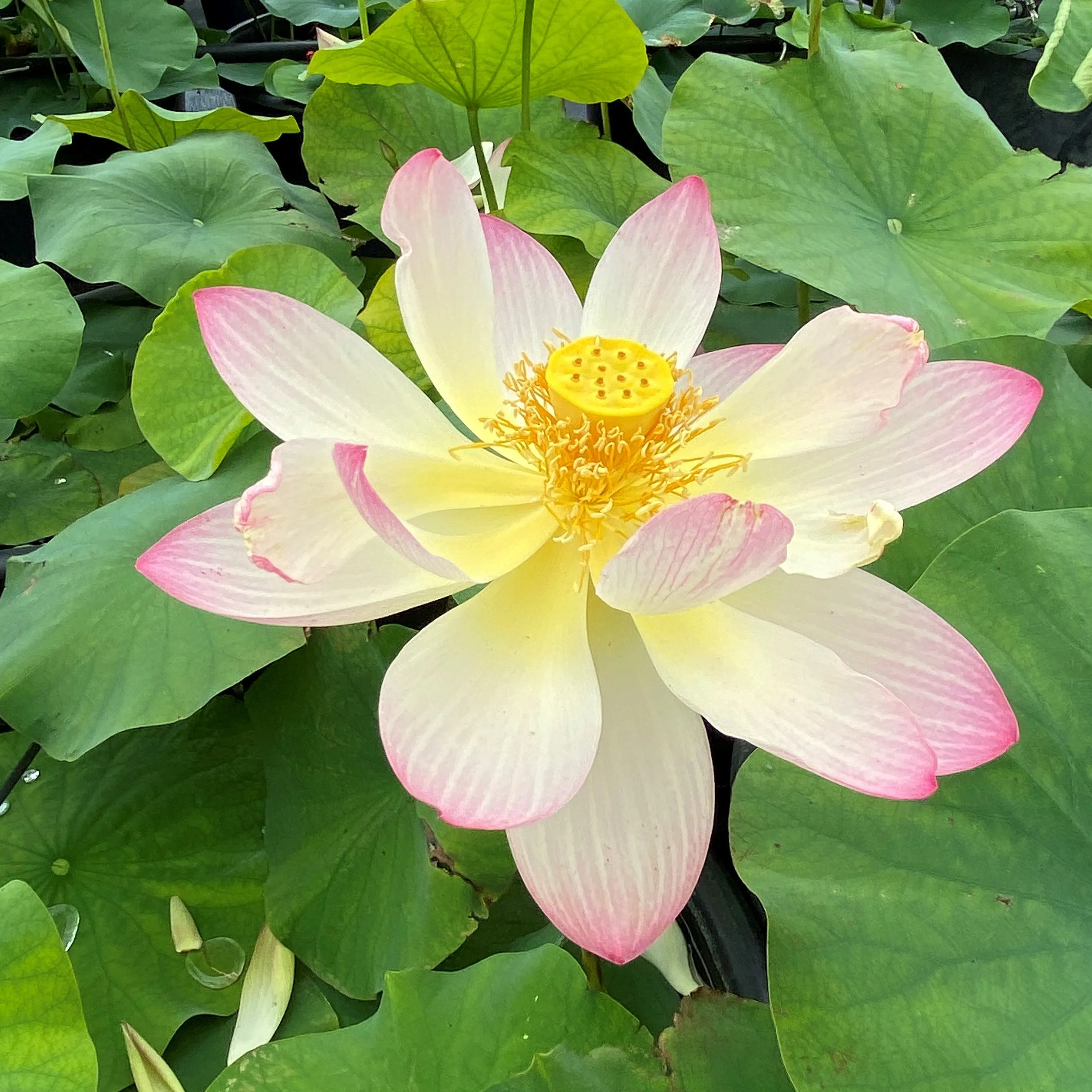 Friendship Of Supervisor and Student Lotus <br> Stunning, 💖 Top 25 Lotus! 💖