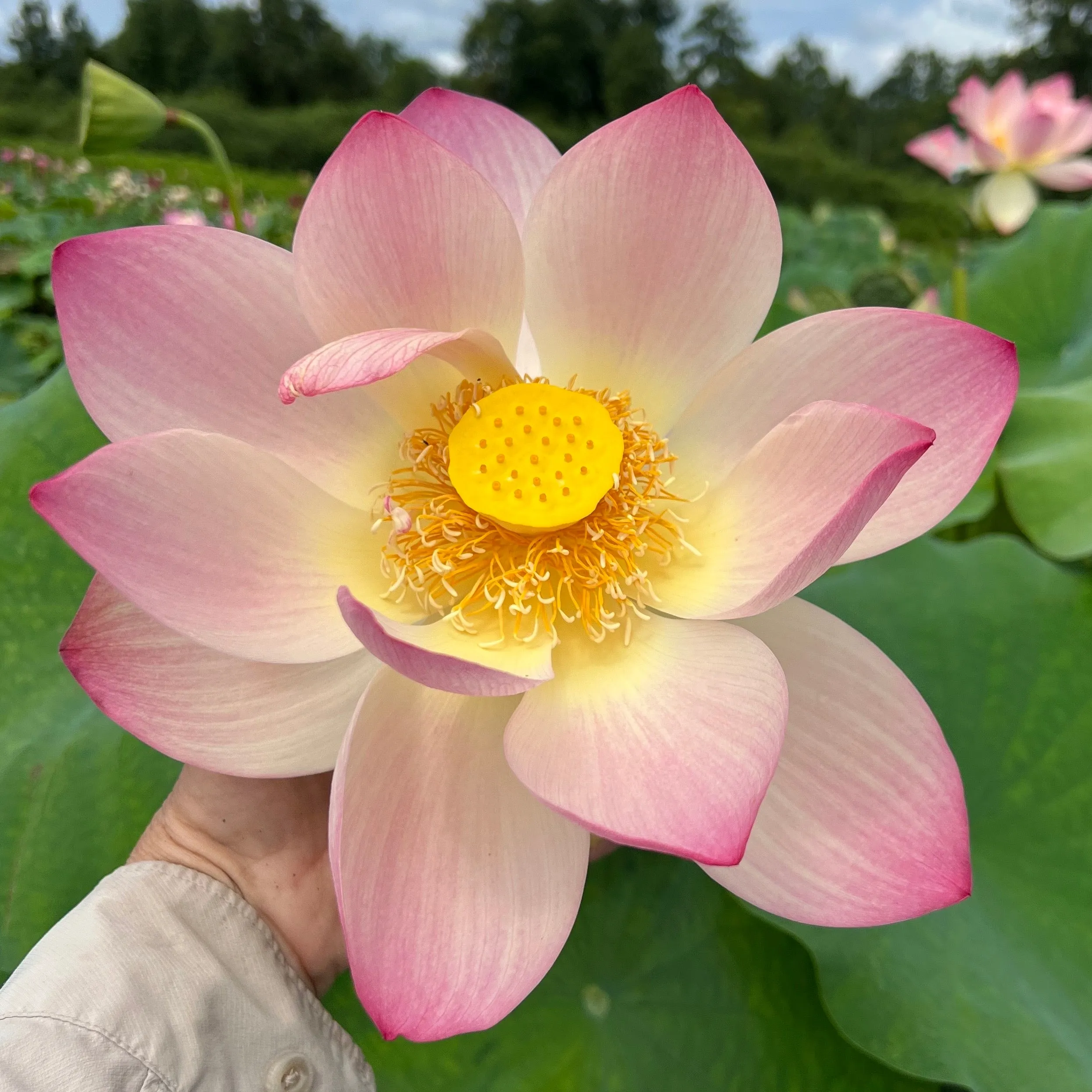 Friendship Of Supervisor and Student Lotus <br> Stunning, 💖 Top 25 Lotus! 💖