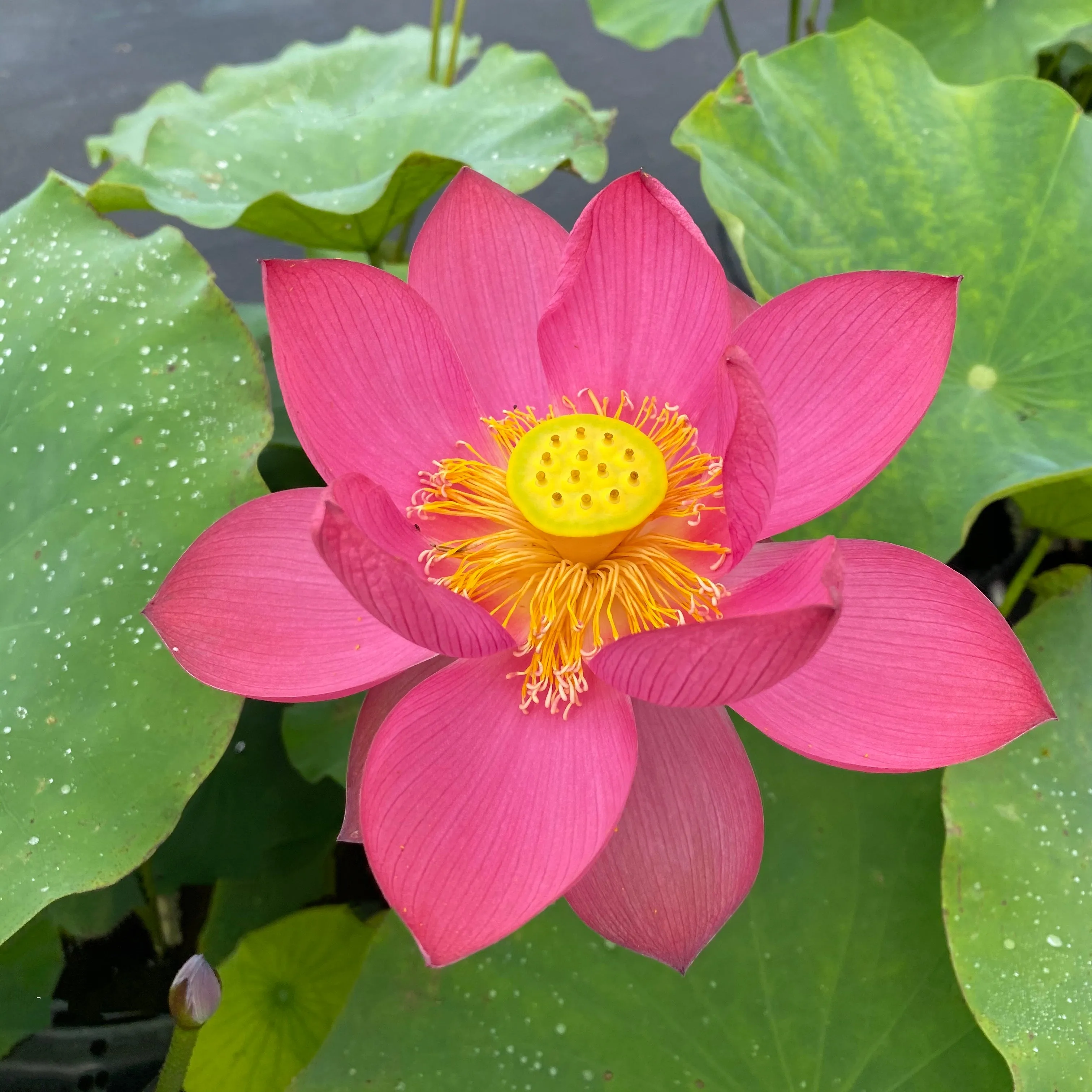 Love Song Lotus ❤️ <br> A Top 25 Lotus!