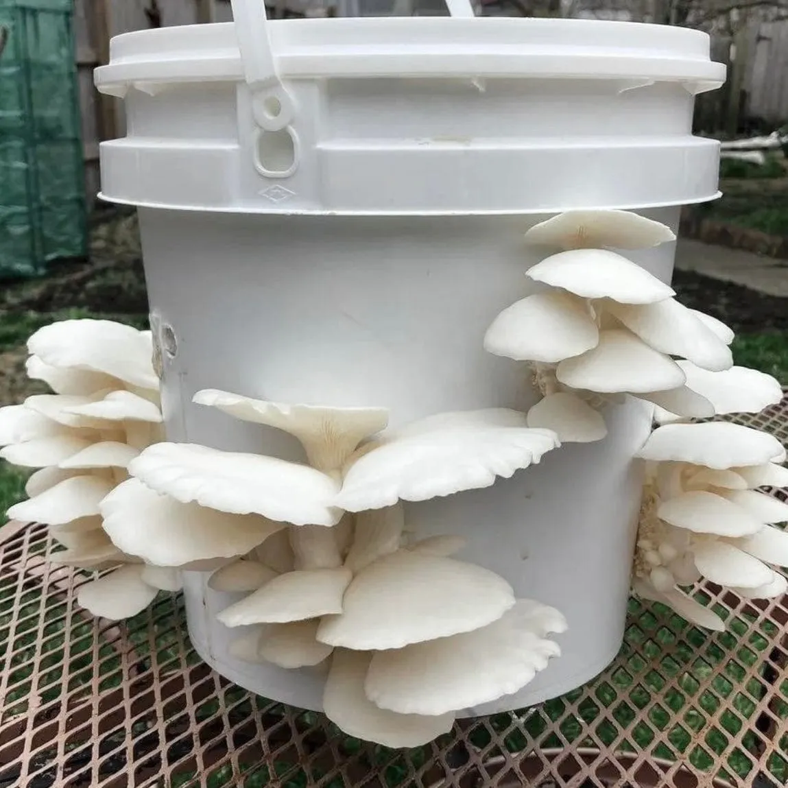 Organic Snow Oyster Mushroom Sawdust Spawn