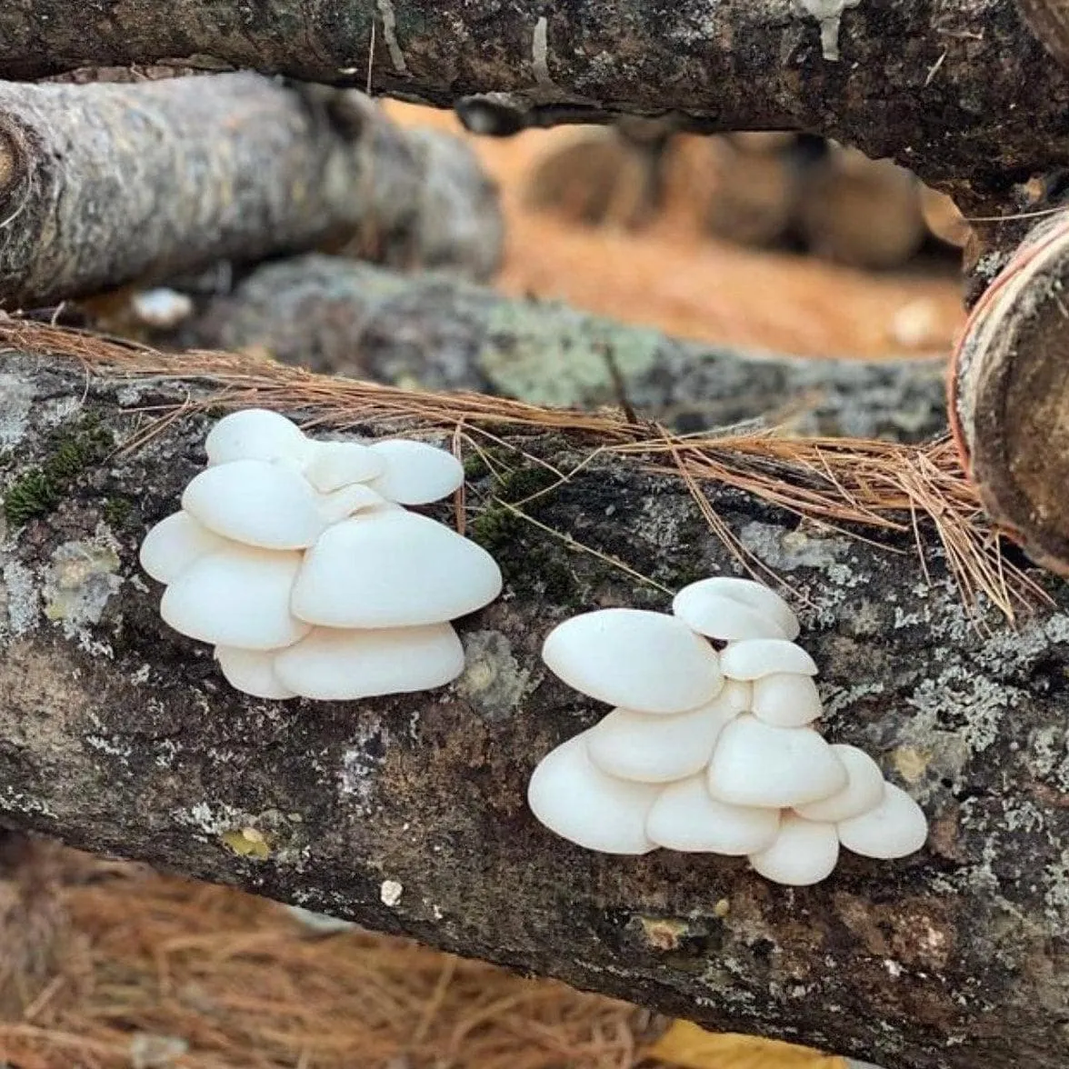 Organic Snow Oyster Mushroom Sawdust Spawn