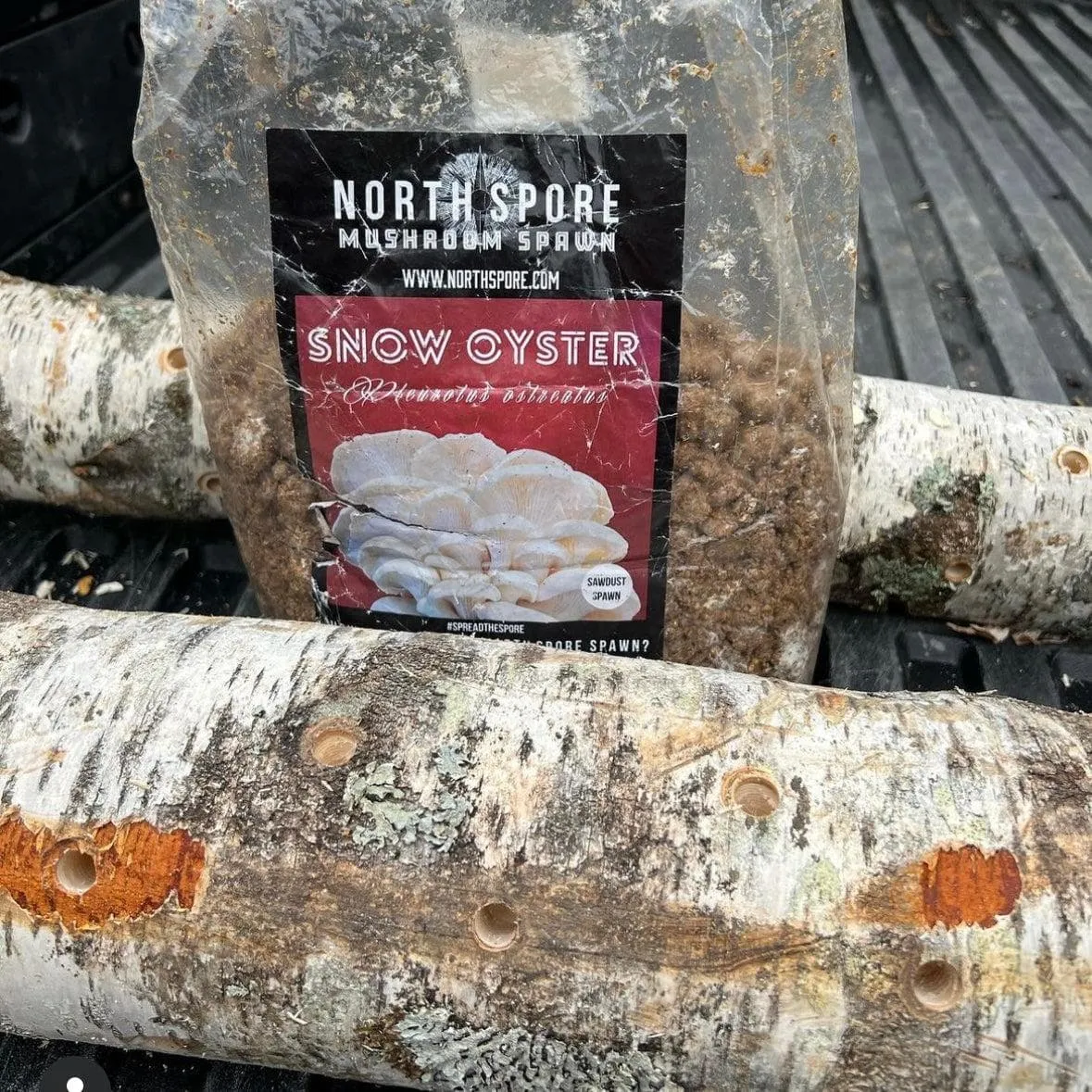 Organic Snow Oyster Mushroom Sawdust Spawn