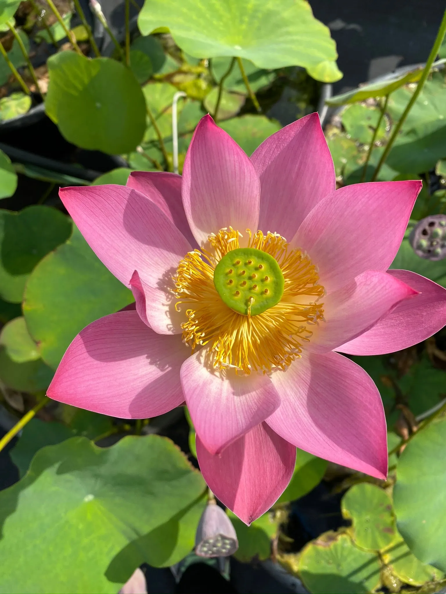 Shy Face Of A Child Lotus